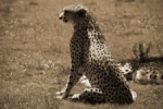 Sitting cheetah